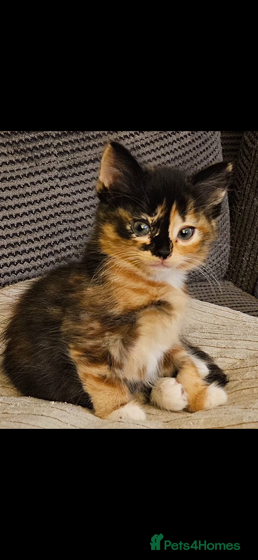 Mixed Breed cats Beautiful long haired kittens  - Advert 3