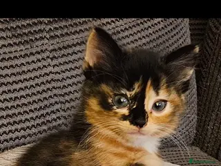 Mixed Breed cats Beautiful long haired kittens - Advert 3