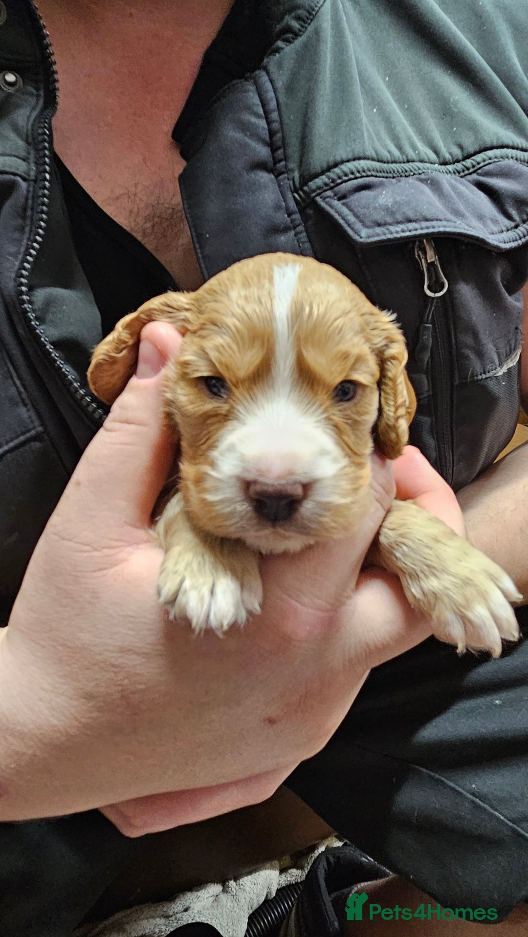 Cocker Spaniel dogs for sale: Beautiful cocker spaniel  - Advert 27