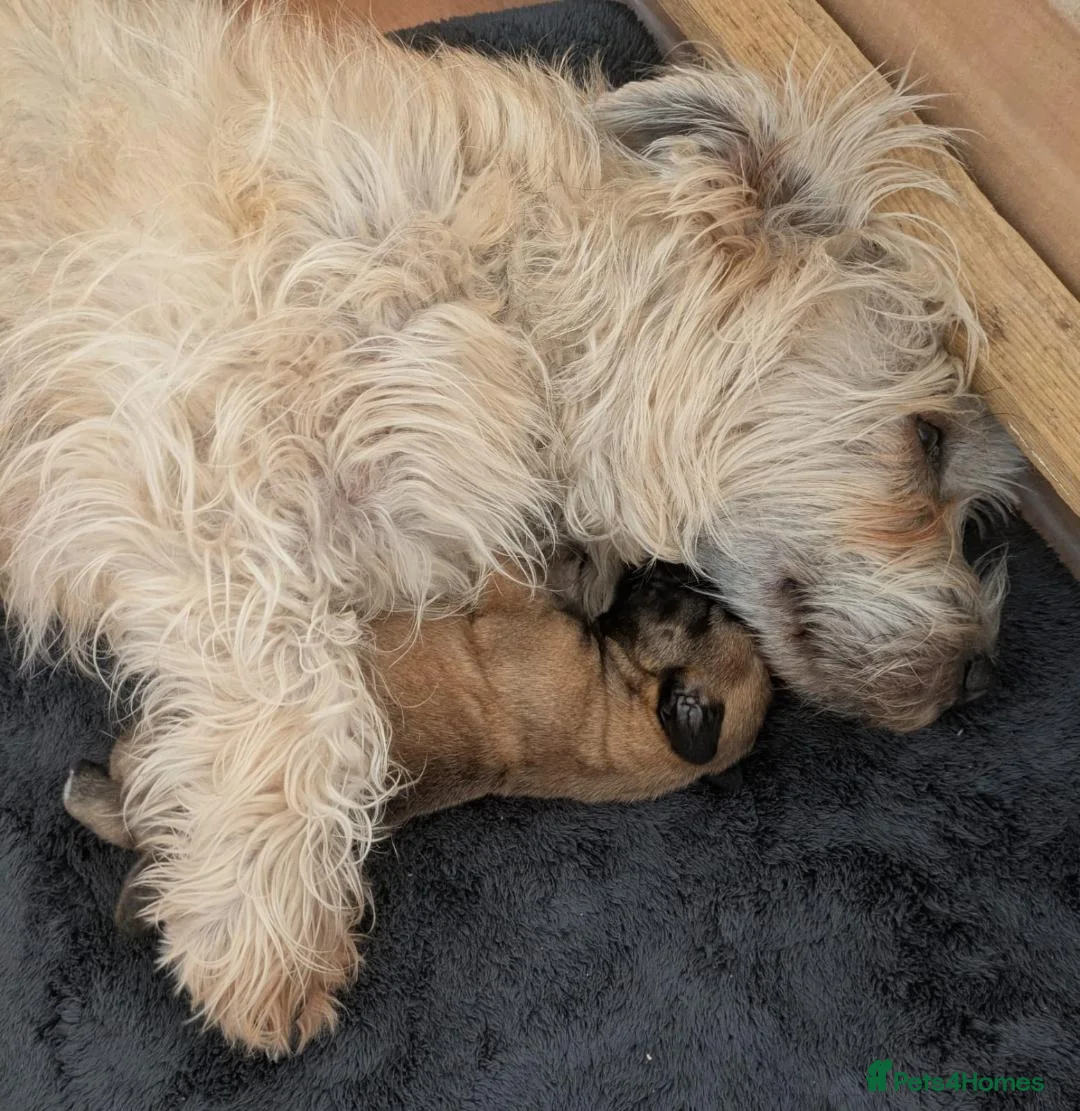 Glen of Imaal Terrier dogs for sale: Glen of Imaal Terrier Puppies For Sale in Newtown - Advert 2