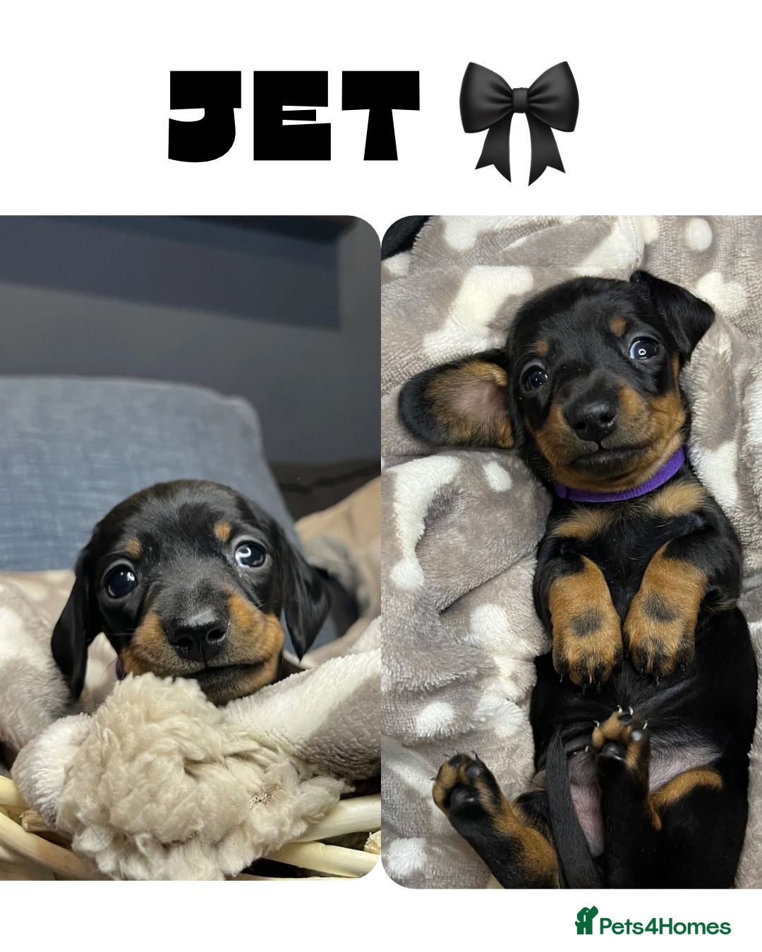 Dachshund dogs for sale: Stunning KC Miniature dachshunds - Advert 4