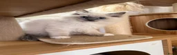 Ragdoll cats for sale: Beautiful Ragdoll kittens  - Advert 6