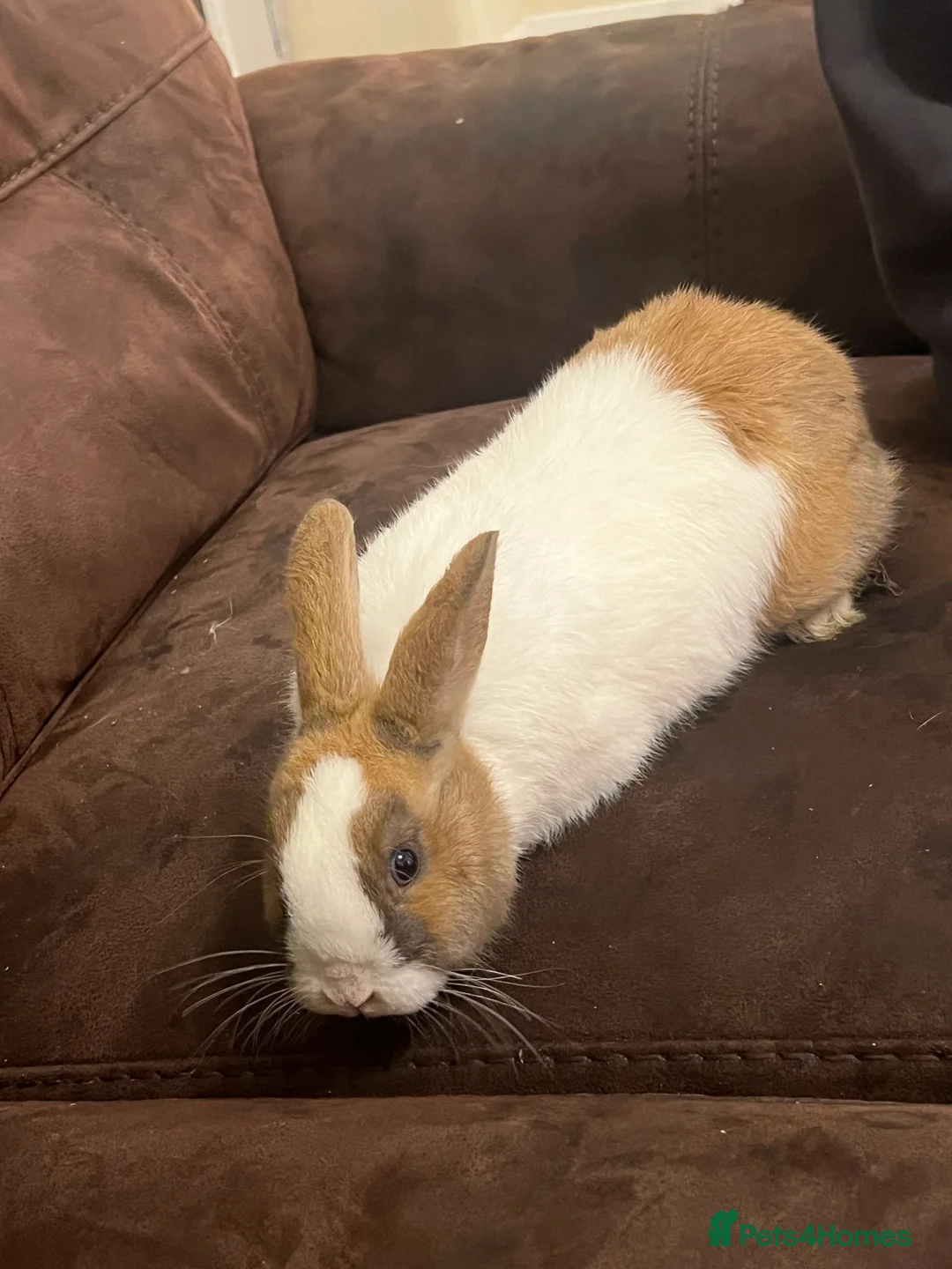 Netherland Dwarf rabbits for sale: House raised - Advert 4
