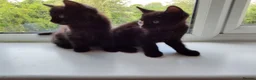 Mixed Breed cats for sale: 2 Boys - Advert 4