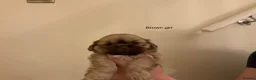 Shih Tzu dogs for sale: 5 beautiful Shih Tzu puppies in Sheffield - Advert 25