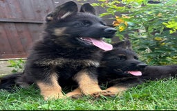 German Shepherd dogs for sale: Outstanding KC german shepherd puppies - Image 5