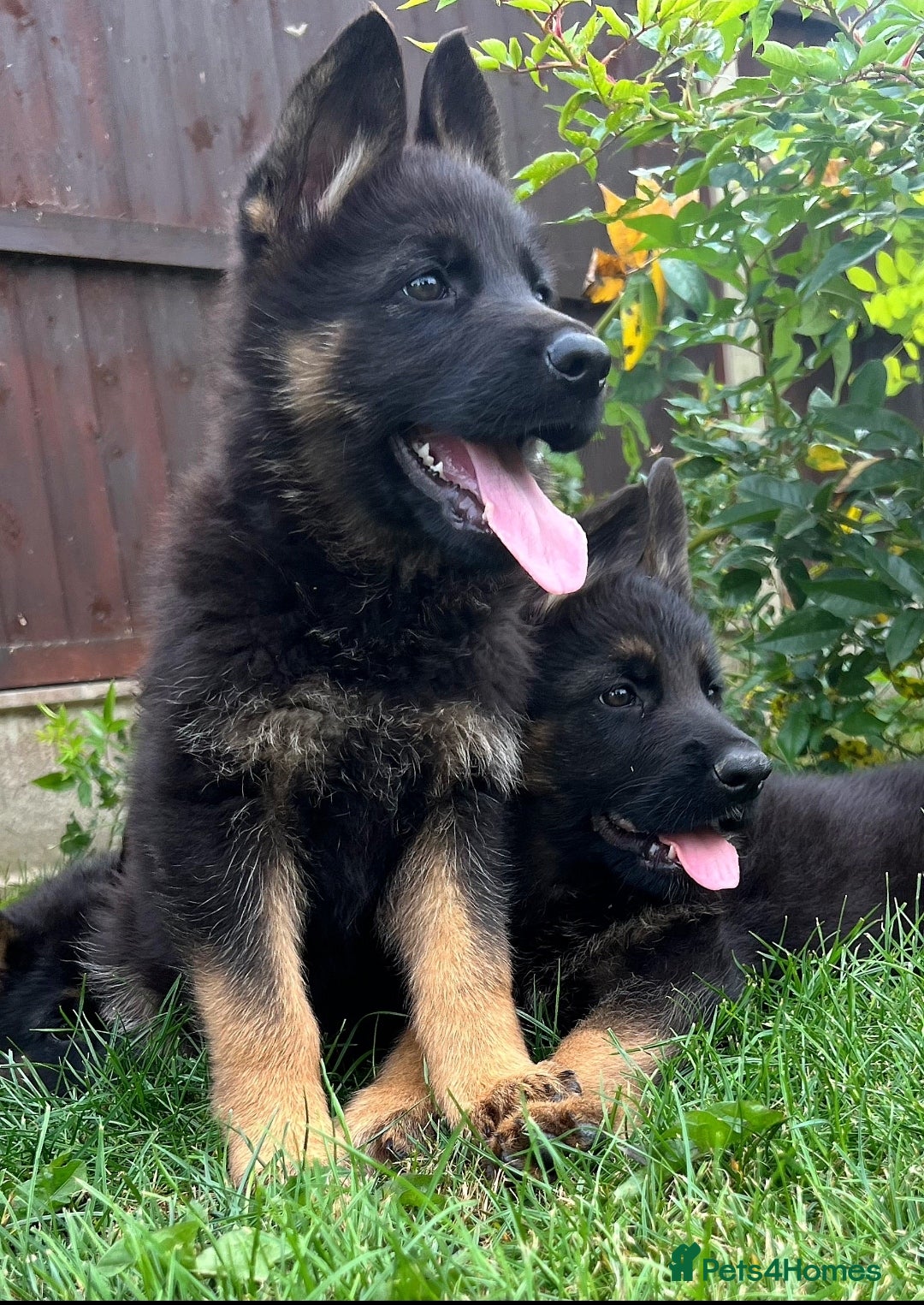 German Shepherd dogs for sale: Outstanding KC german shepherd puppies - Image 5