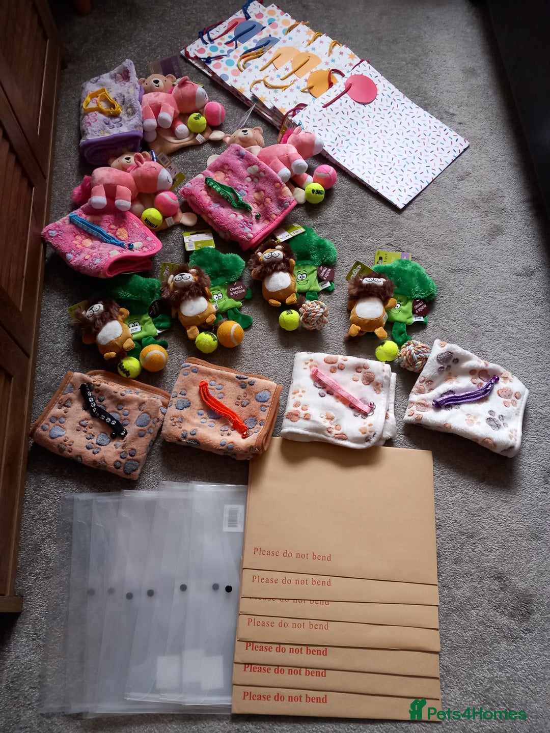 Miniature Pinscher dogs for sale: KC Reg Mini Pins, 2 remaining (READY TO LEAVE NOW) - Advert 10