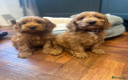 Cockapoo dogs for sale: Ready To Leave F1 Show miniature Cockapoos  - Image 33