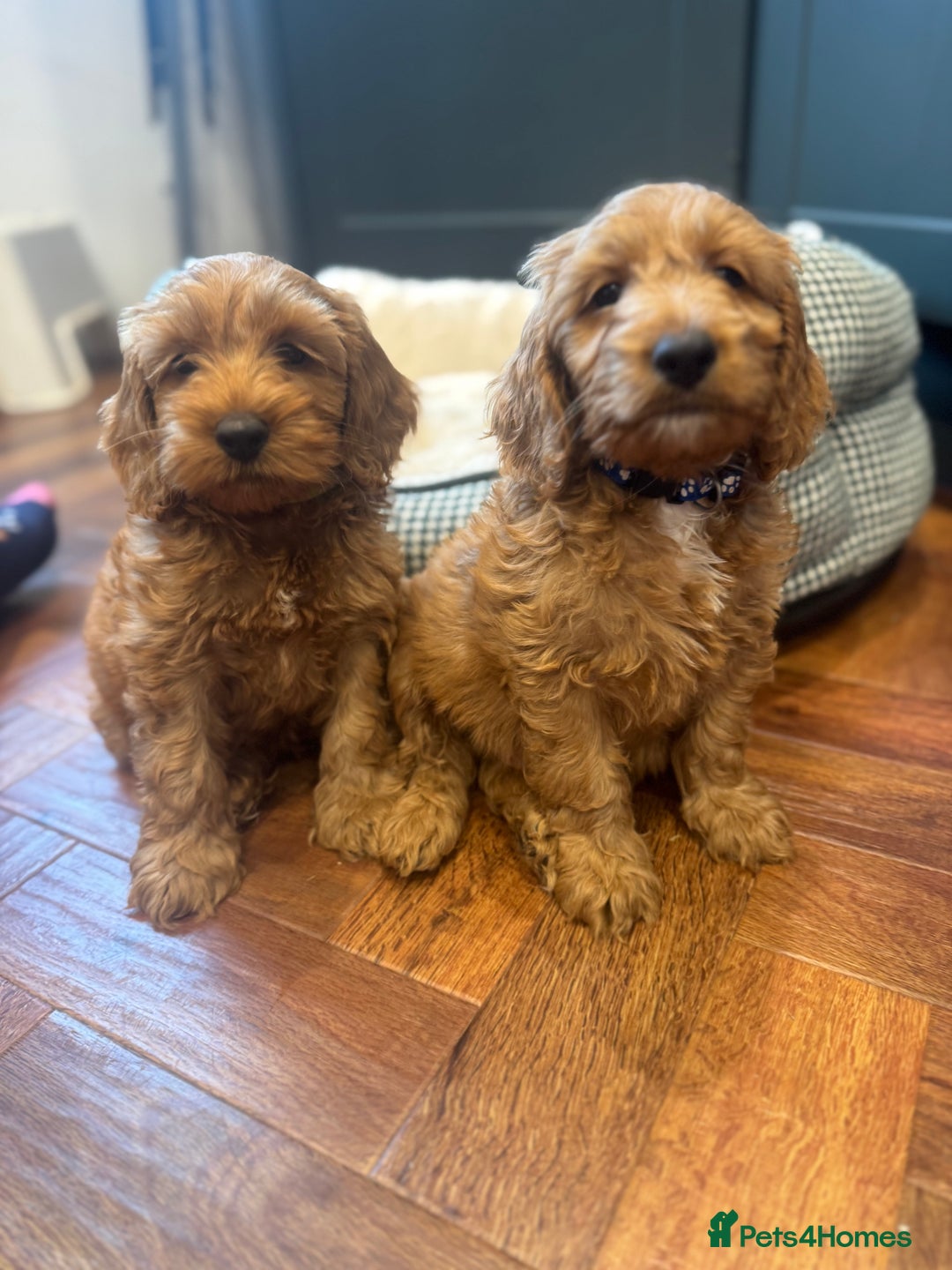 Cockapoo dogs for sale: Ready To Leave F1 Show miniature Cockapoos  - Image 33