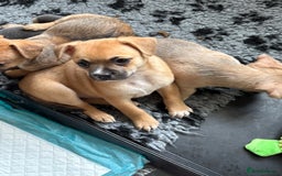 Mixed Breed dogs for sale: French bullhuahua - Image 35