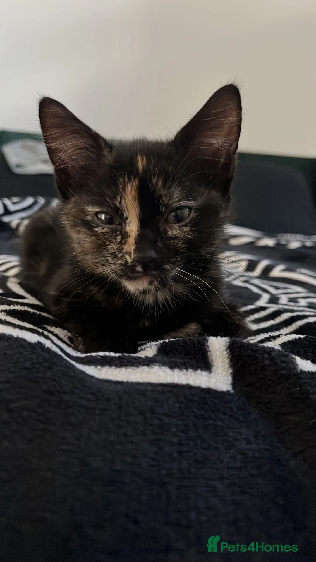 Maine Coon cats for sale: last kitten available  in Uckfield - Advert 2