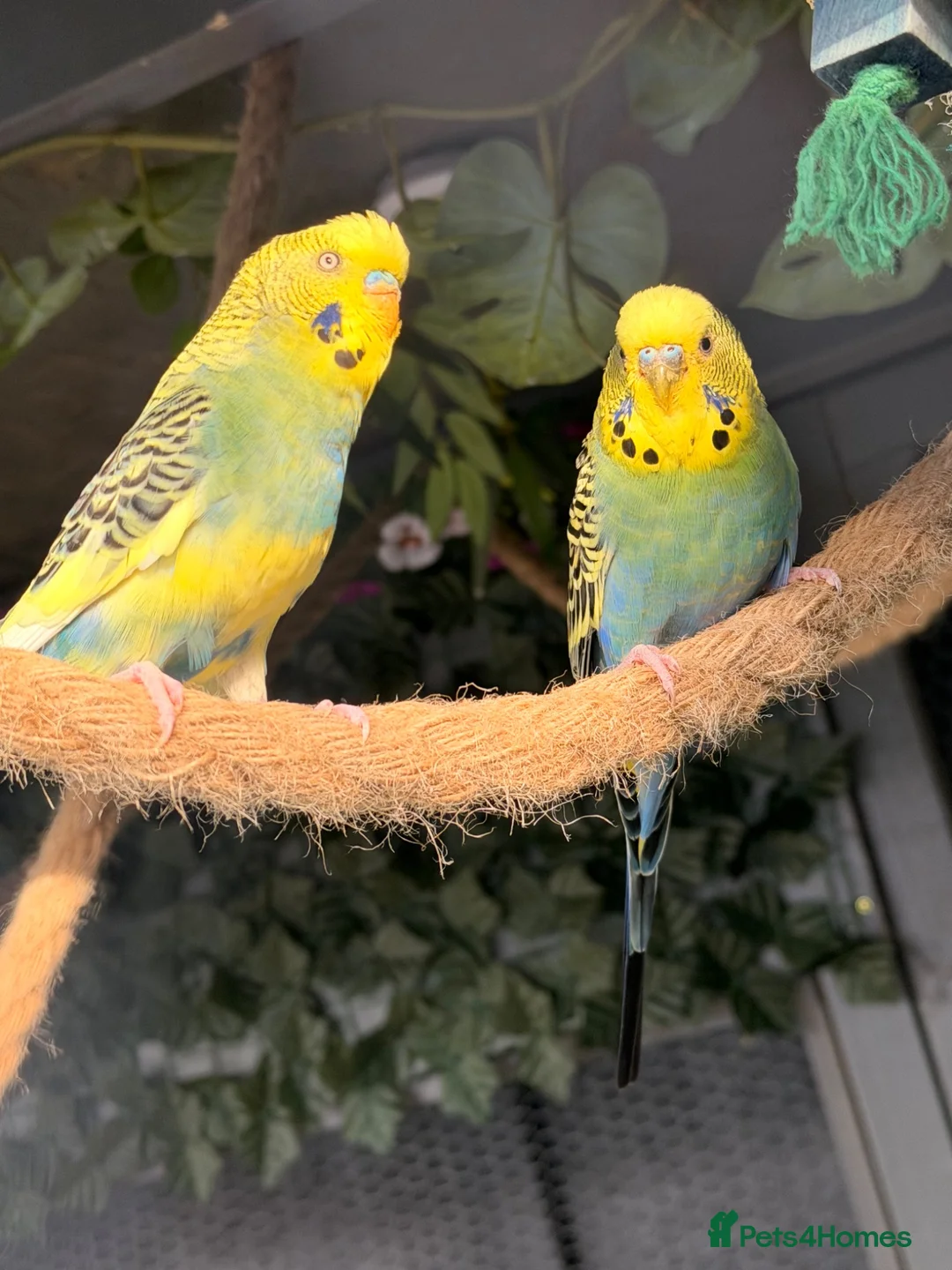Budgerigars birds for sale: 12 Budgies Available Mixed  - Advert 1