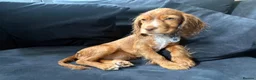 Cocker Spaniel dogs for sale: Beautiful girl golden cocker spaniel  - Advert 3
