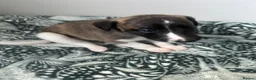 Whippet dogs for sale: One stunning pedigree whippet boy left  - Advert 14