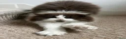 British Longhair cats for stud: Chocolate & White Bicolour British Longhair Stud - Advert 6
