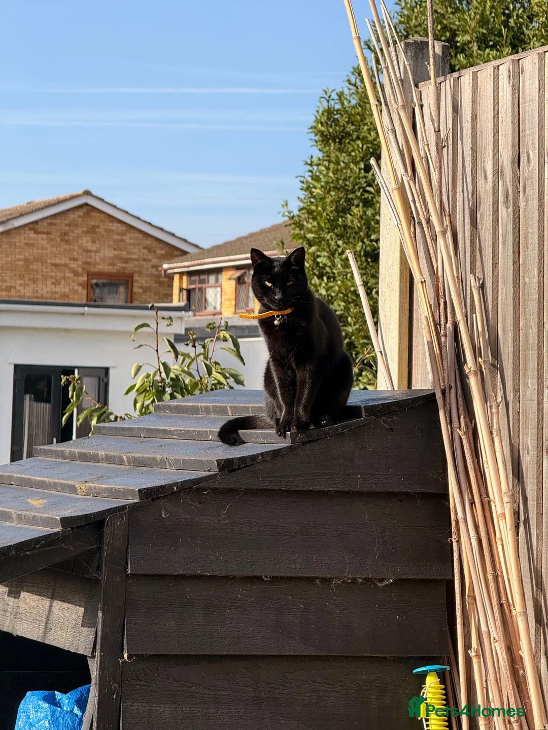 Mixed Breed cats for sale: Pure black mixed breed for rehoming  in Rainham - Advert 2