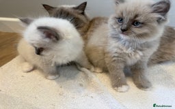 Ragdoll cats for sale: Stunning mink Ragdoll baby’s! 🩶🐱🩶 - Image 3