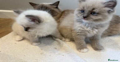 Ragdoll cats - Advert 10