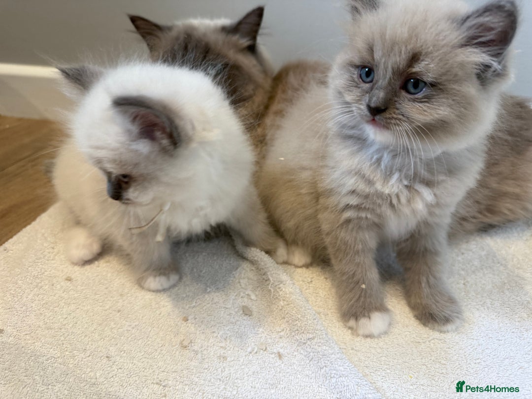 Ragdoll cats for sale: Stunning mink Ragdoll baby’s! 🩶🐱🩶 - Image 3