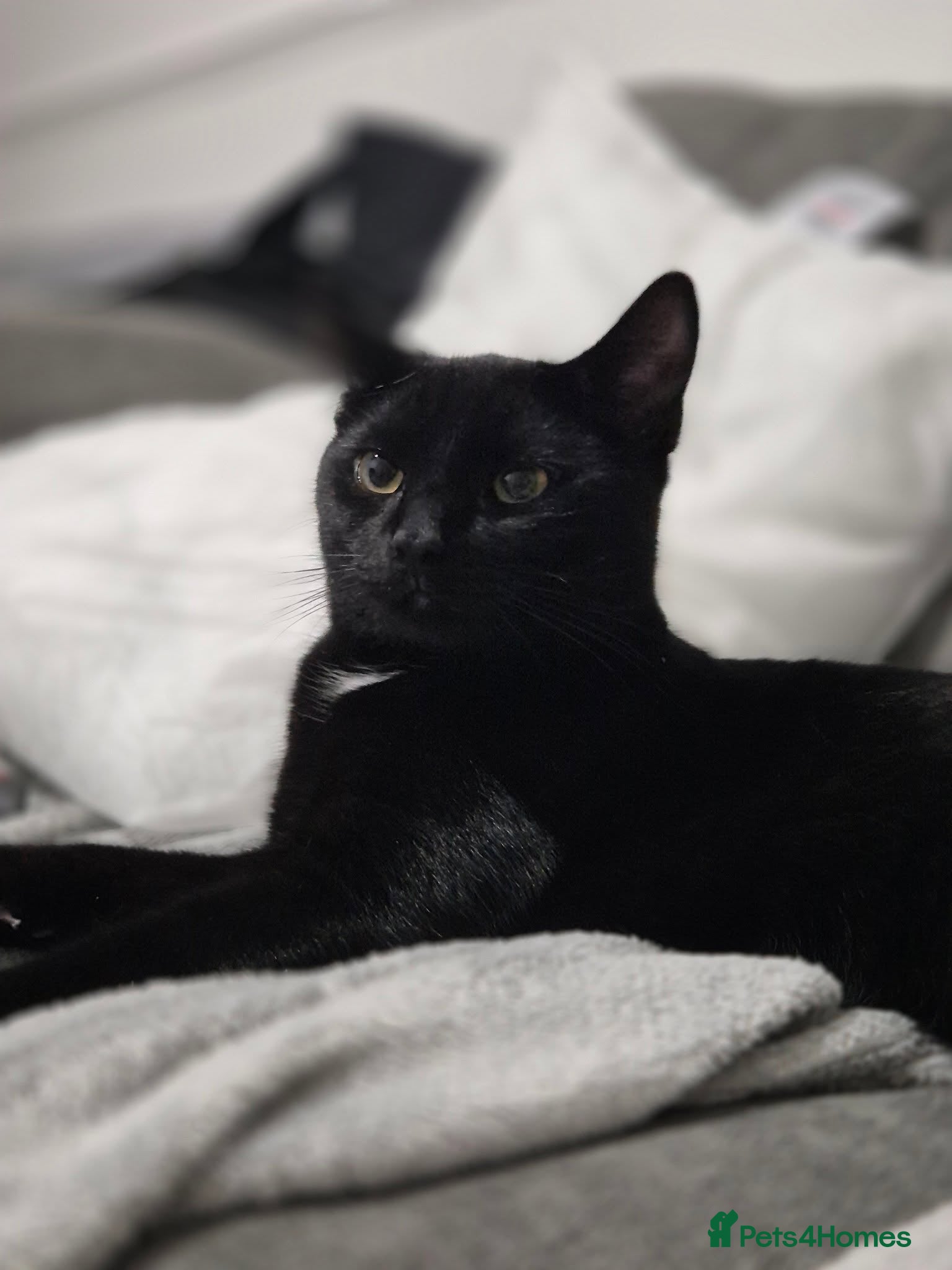 British Shorthair cats Salem bear - Advert 6