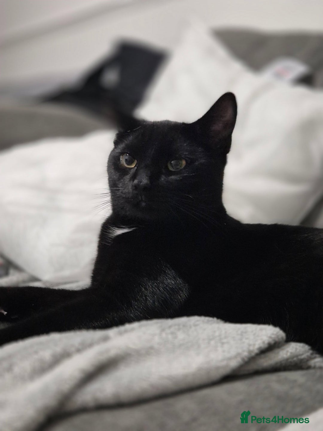 British Shorthair cats for sale: Salem bear - Advert 1