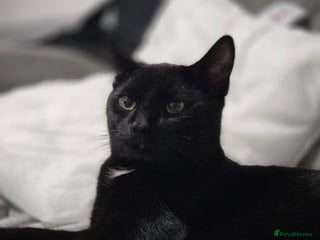 British Shorthair cats Salem bear - Advert 1