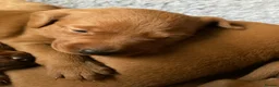 Labrador Retriever dogs for sale: American Fox Red labrador - Advert 13