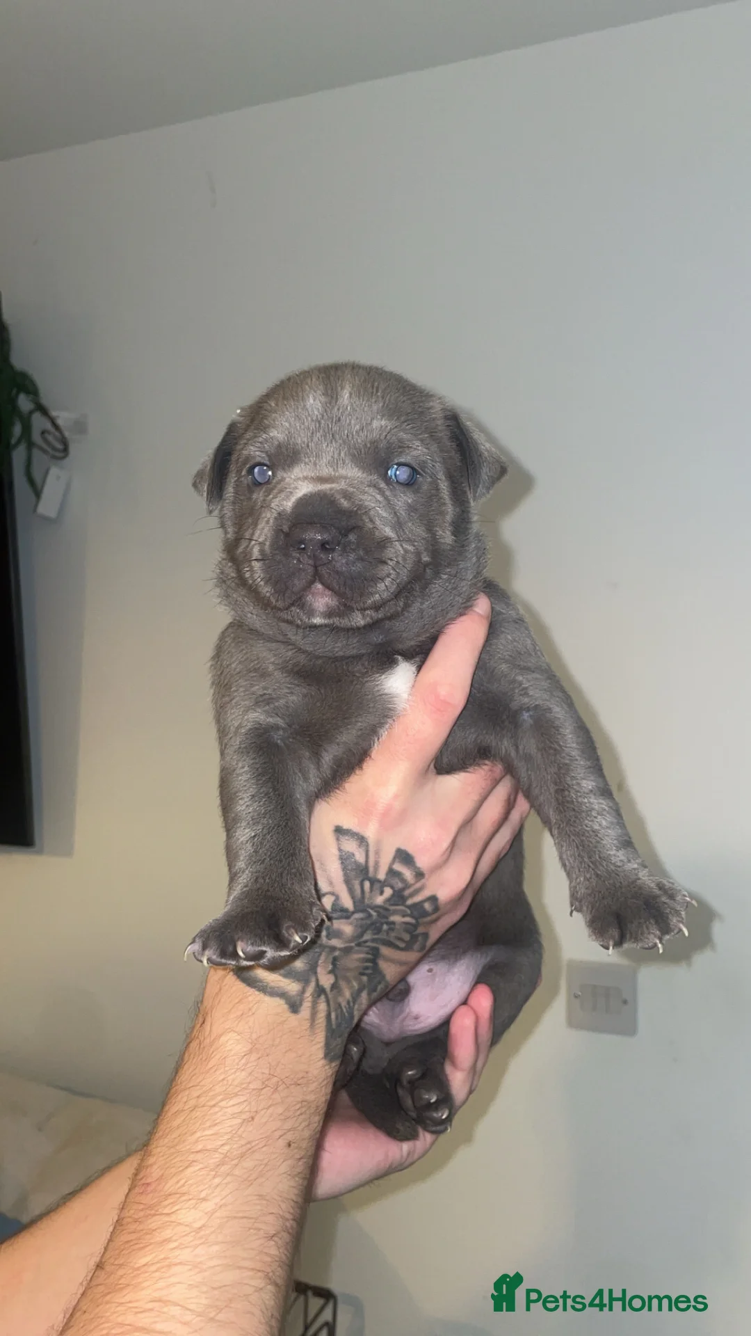 Staffordshire Bull Terrier dogs for sale: Blue staffie puppies   - Advert 29
