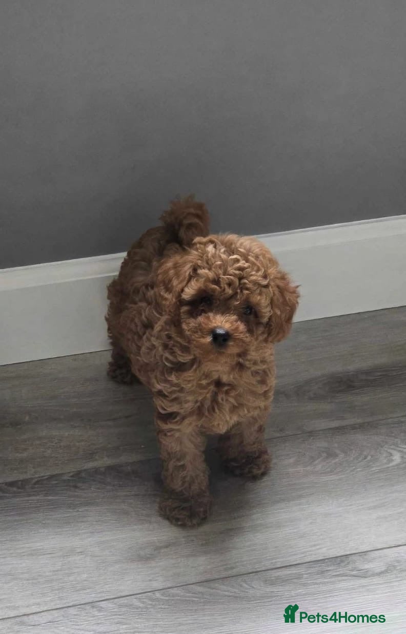 Poodle dogs Tiny Asian Poodle - Advert 2