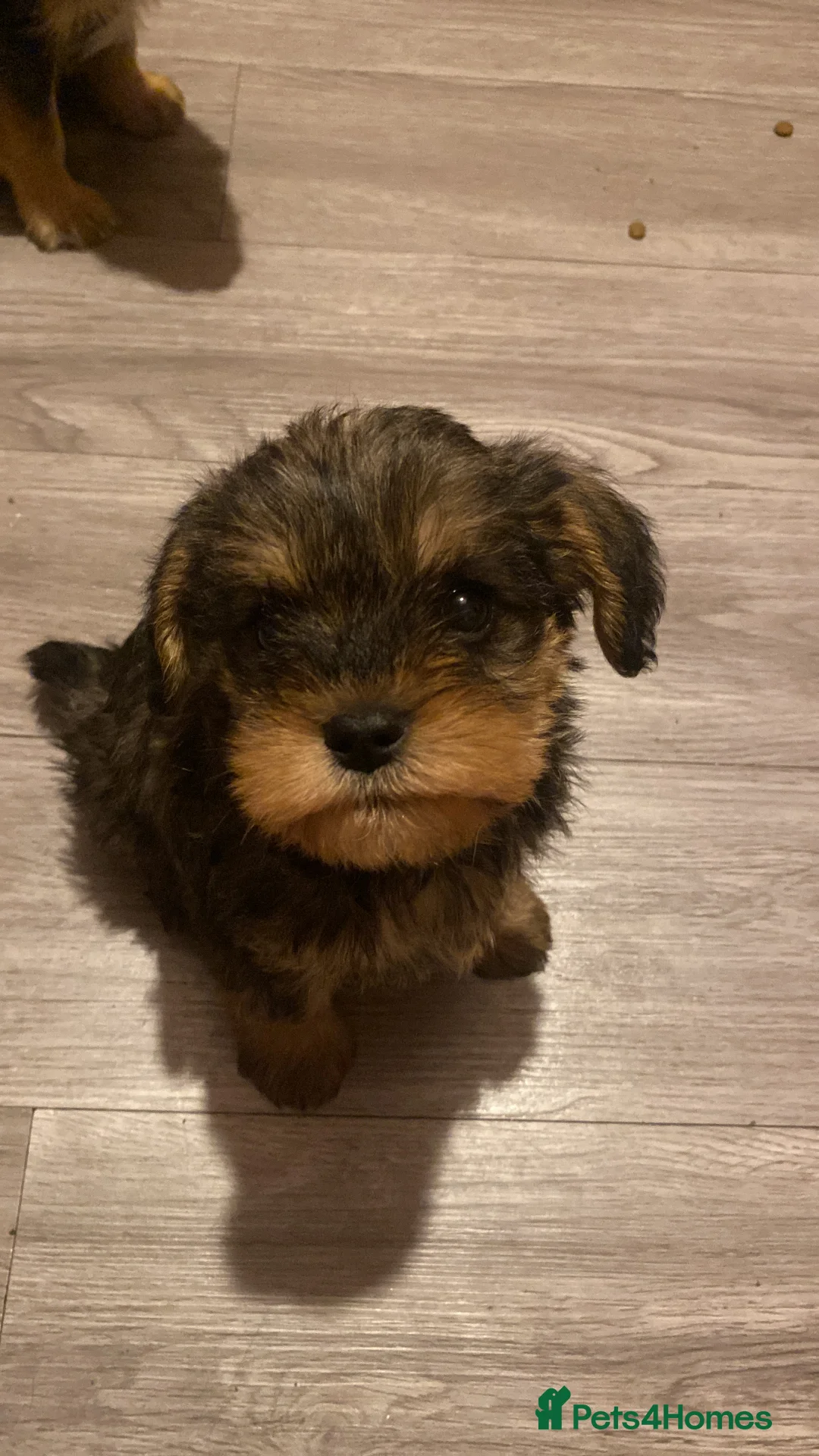 Mixed Breed dogs for sale: Miniature schnoodle puppies  - Advert 1
