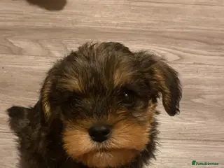 Mixed Breed dogs Miniature schnoodle puppies - Advert 1