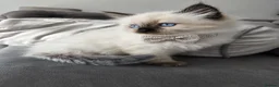 Siberian cats for sale: GCCF neva siberian Champion bloodlines siberians - Advert 4