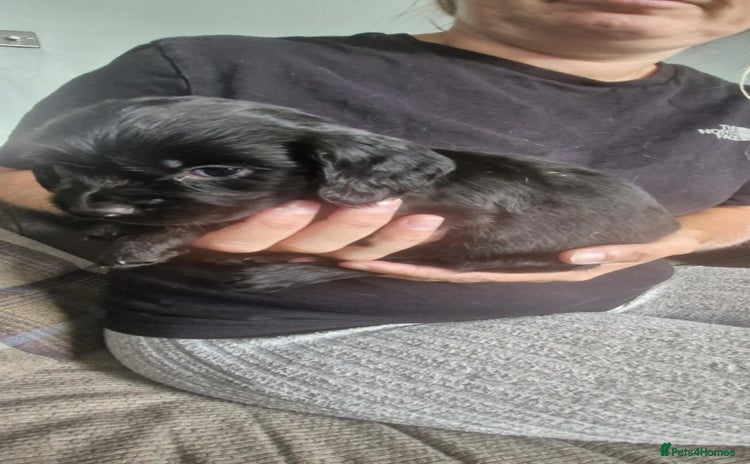 Sprocker dogs - Advert 1