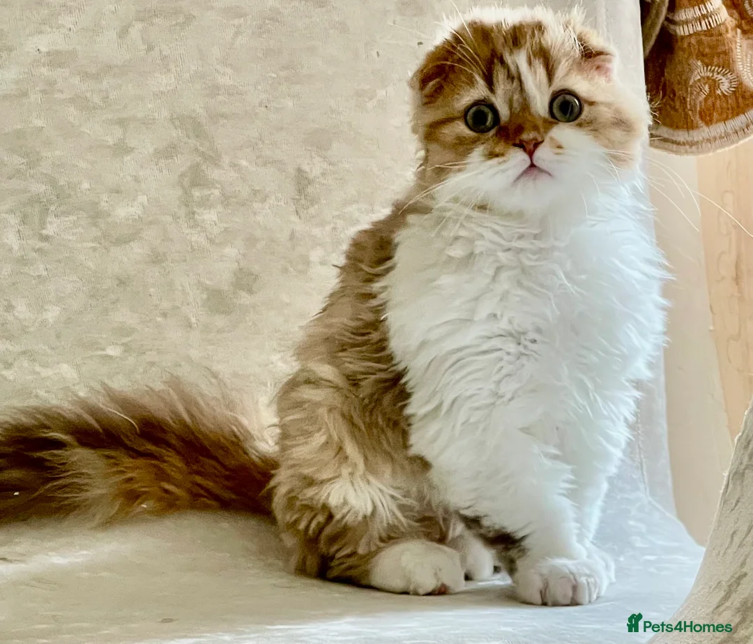 Scottish Fold cats for sale: beautiful british long hair scottish fold kitten  - Advert 1