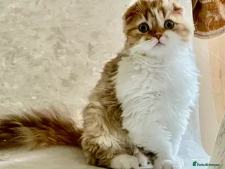 Scottish Fold cats beautiful british long hair scottish fold kitten - Advert 1