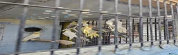 Mixed Breed birds for sale: Hand reard baby's  in Darlington - Advert 12