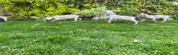 Weimaraner dogs for sale: Quality KC Reg health tested Weimaraner Puppies - Advert 25