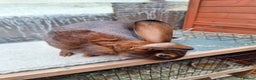 Belgian Hares rabbits for sale: CURRENTLY RESERVED - BRC Belgian Hare buck - Advert 14