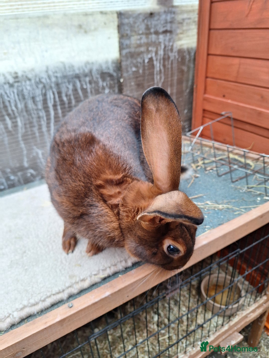 Belgian Hares rabbits for sale: CURRENTLY RESERVED - BRC Belgian Hare buck - Advert 14
