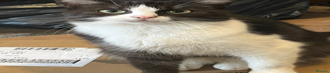 Mixed Breed Kitten 3