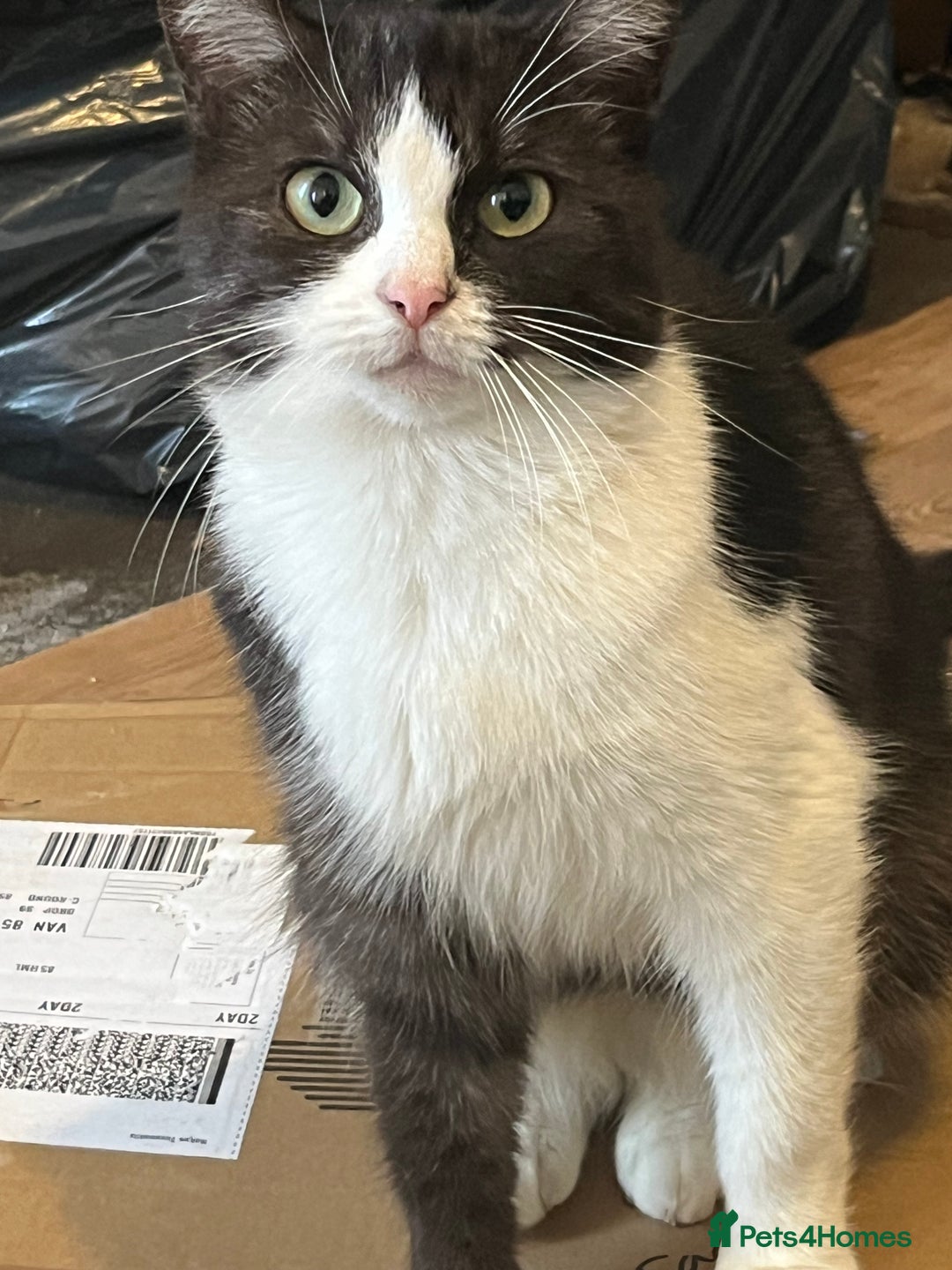 Mixed Breed cats for sale: Adult cats needing a new home - not £50 - Image 2