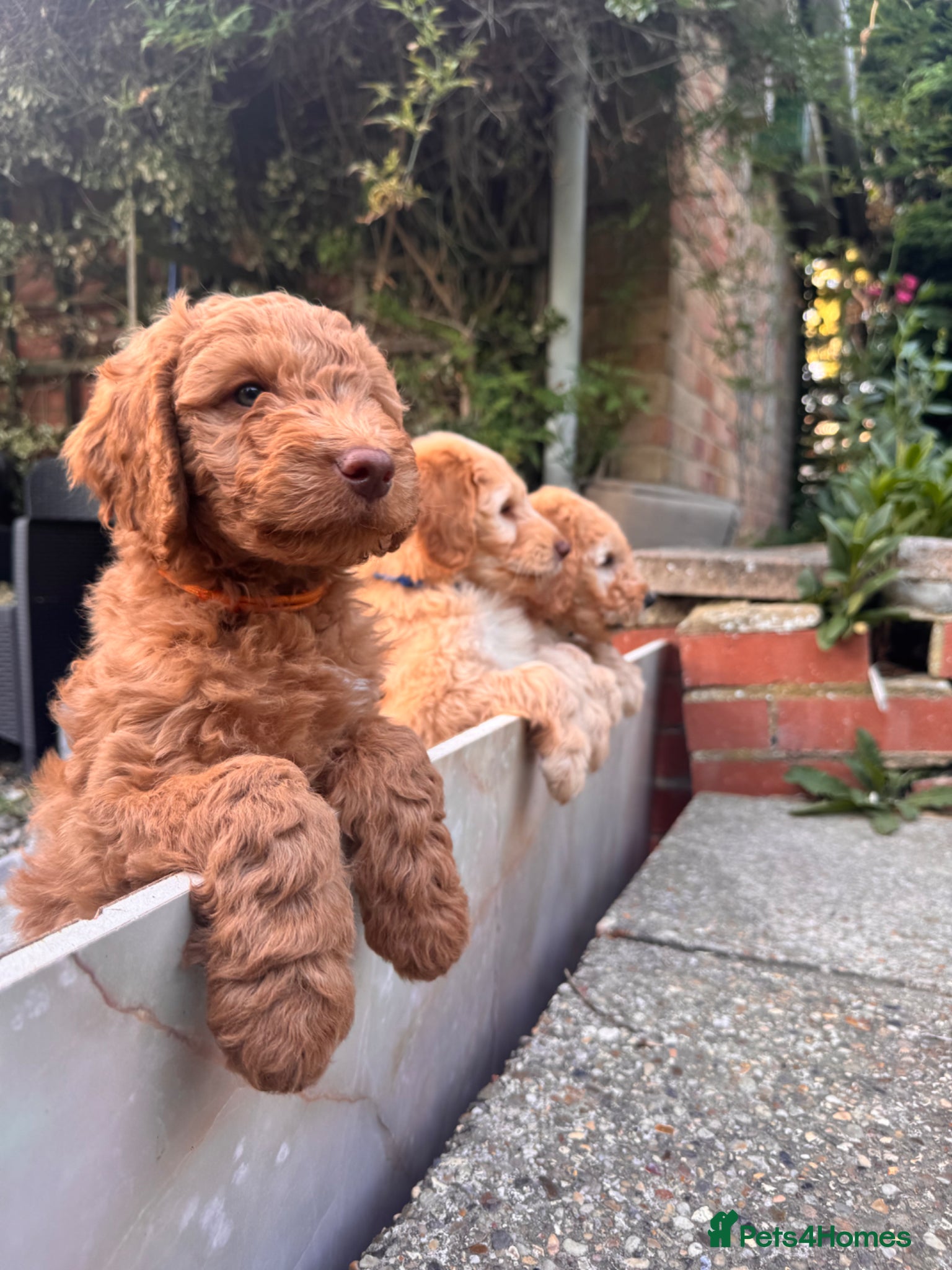Mixed Breed dogs for sale: Adorable Australian fleece/wool Labradoodles - Advert 4
