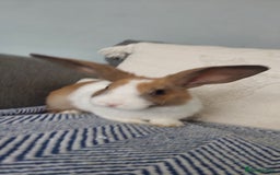 Mixed Breed rabbits for sale: 3 bunnies, different ages, mix breed in Chatham - Image 9