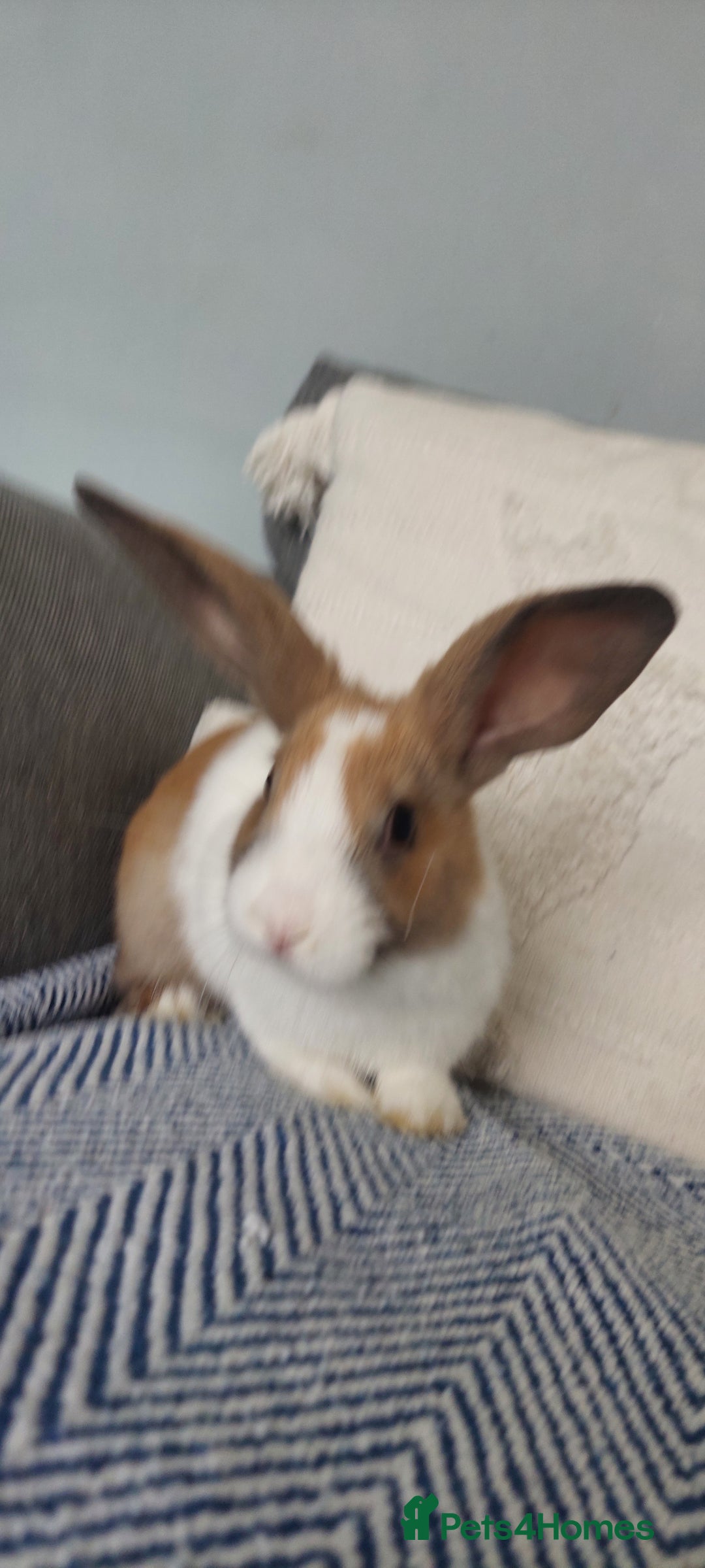 Mixed Breed rabbits for sale: 3 bunnies, different ages, mix breed in Chatham - Image 9