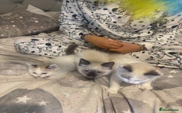 Ragdoll cats for sale: 5 ragdoll kittens GCCF  - Image 3