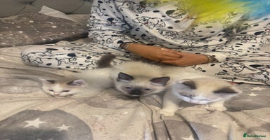 Ragdoll cats - Advert 1