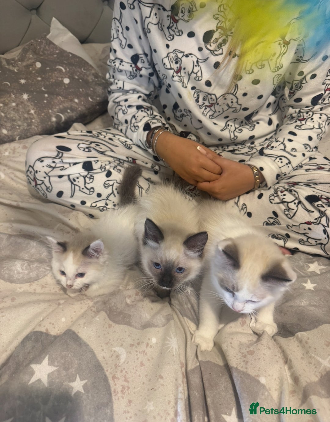 Ragdoll cats for sale: 5 ragdoll kittens GCCF  - Image 3