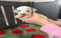 Dalmatian dogs for sale: 8 Gorgeous Dalmatian Puppies - Image 21