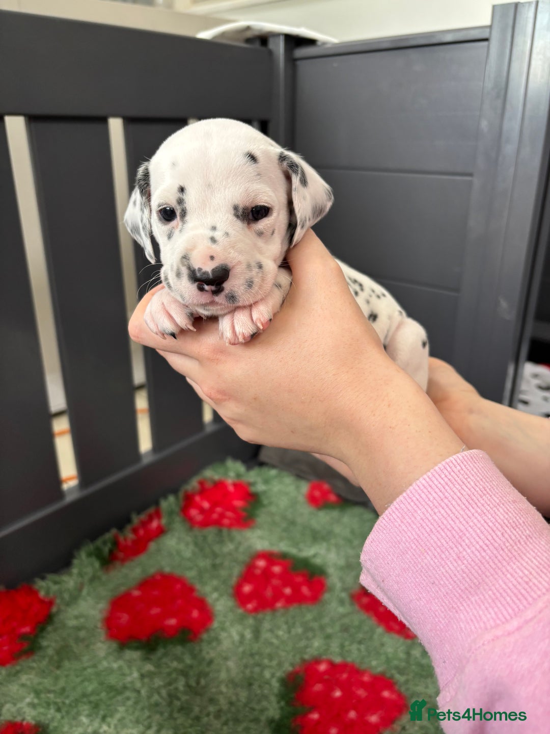Dalmatian dogs for sale: 8 Gorgeous Dalmatian Puppies - Image 21